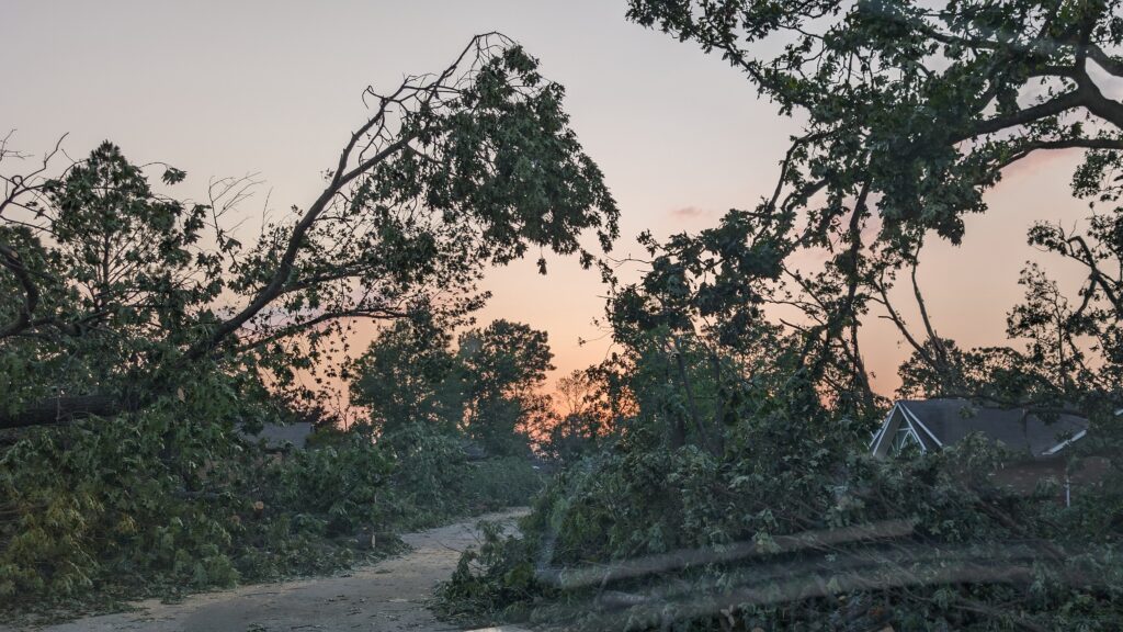 Tree down from Tornado in Rogers Arkansas